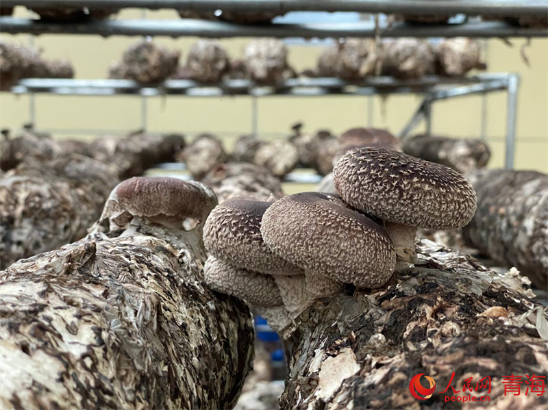 試驗(yàn)棚內(nèi)的香菇。人民網(wǎng) 況玉攝