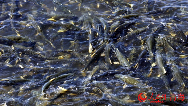 成群的裸鯉。人民網(wǎng) 況玉攝