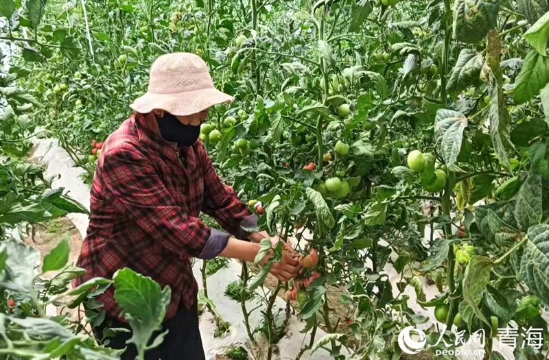 村民們正在采摘西紅柿。人民網(wǎng)記者 張莉萍攝 