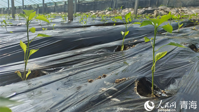 溫室里茁壯成長(zhǎng)的辣椒苗。人民網(wǎng)記者 張莉萍攝