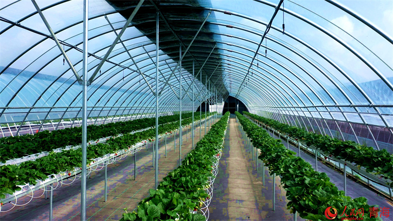 “廠房”內(nèi)連排支架整齊排列。人民網(wǎng) 顧斐菲攝