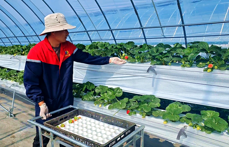 技術(shù)員正在采摘草莓。俞惠珍攝