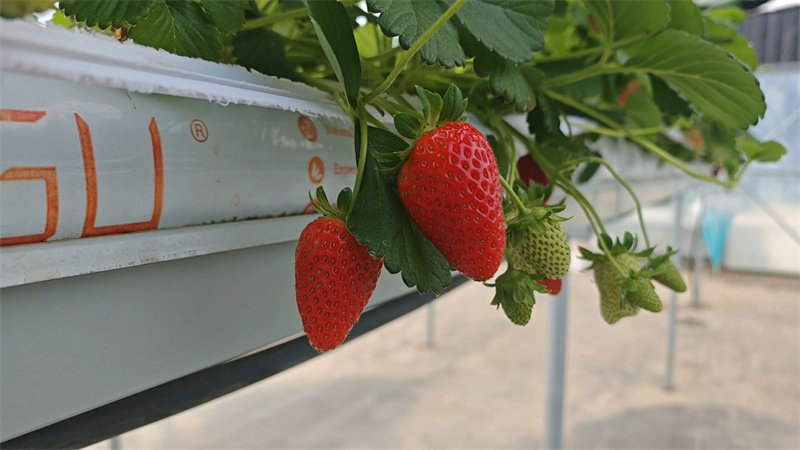 草莓又大又鮮，粒粒誘人。范曉英攝
