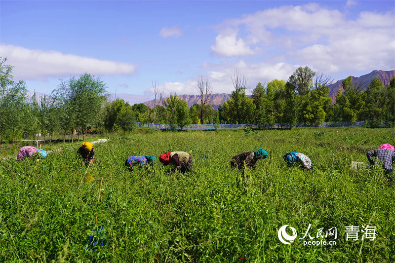 當(dāng)?shù)厝罕娬诓烧€辣椒。人民網(wǎng)記者 楊啟紅攝