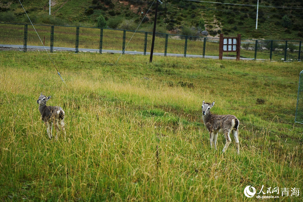 救助在祁連山國家公園野生動物救護中心的藏原羚。人民網(wǎng) 陳明菊攝