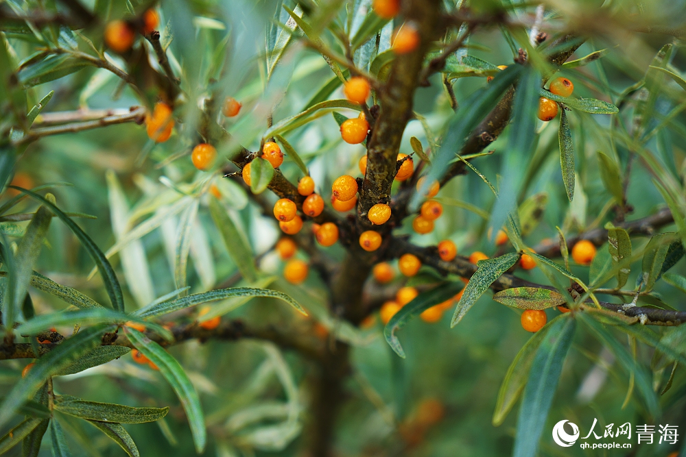 沙棘果熟了。人民網(wǎng) 陳明菊攝