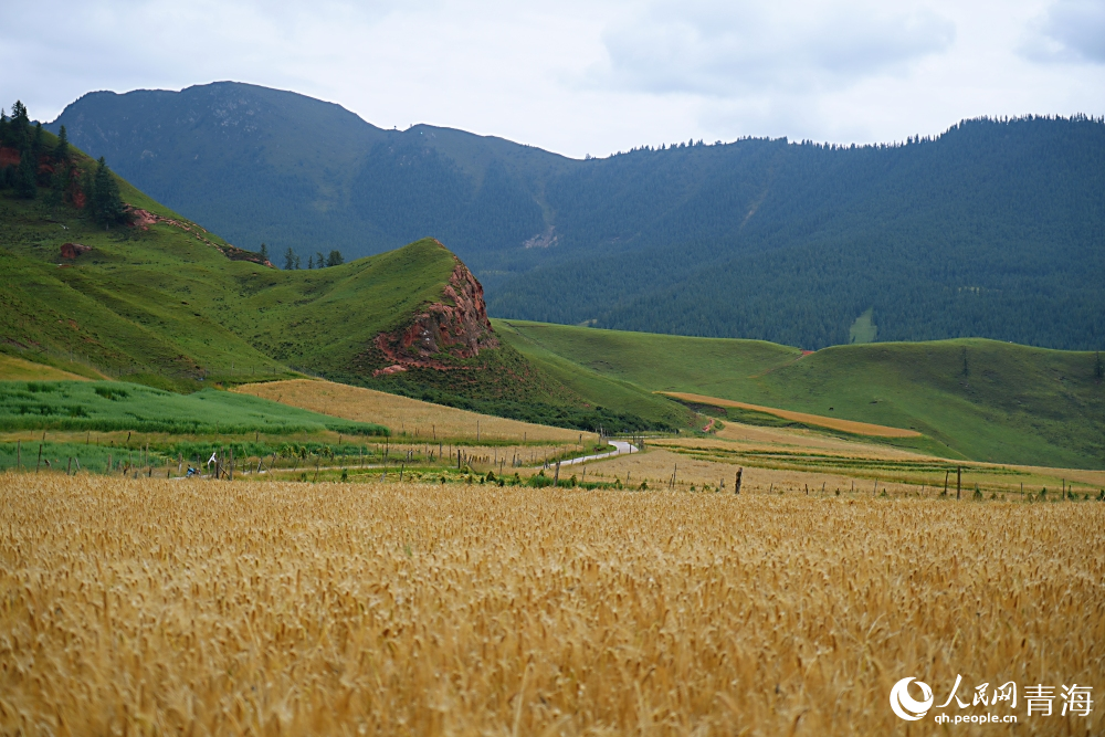 祁連山下青稞麥田。人民網(wǎng) 陳明菊攝