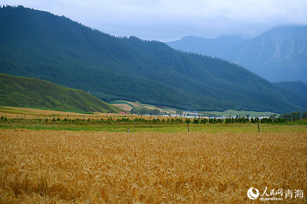 祁連山下好“豐”景。人民網(wǎng) 陳明菊攝