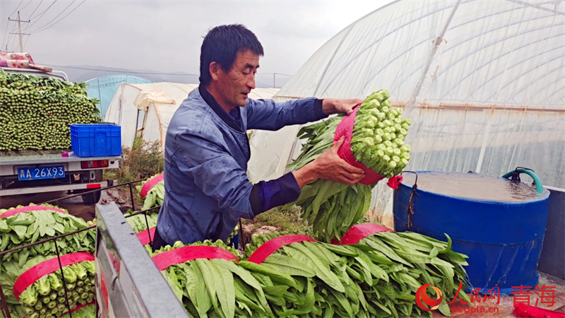 村民打包油麥菜。人民網(wǎng) 況玉攝