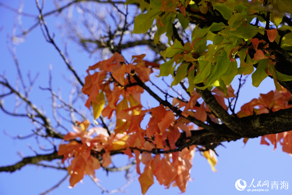 一葉知秋。人民網(wǎng) 陳明菊攝