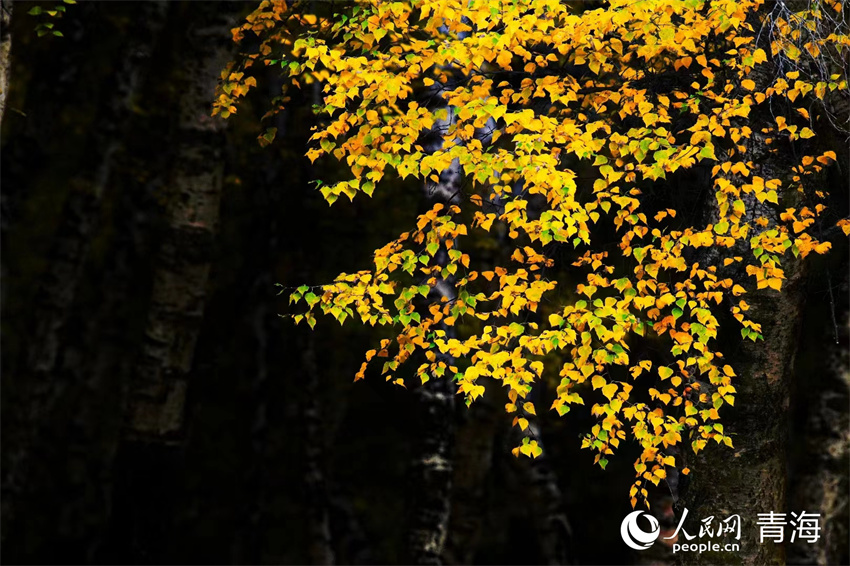 秋景如畫。人民網(wǎng)記者 甘海瓊攝