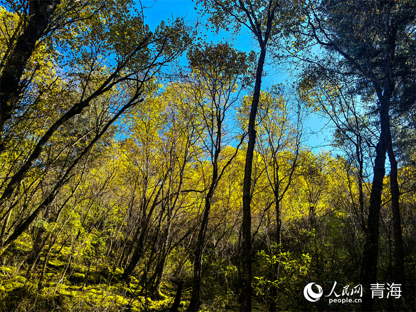 仙米國(guó)家森林公園秋意盎然。人民網(wǎng)記者 甘海瓊攝