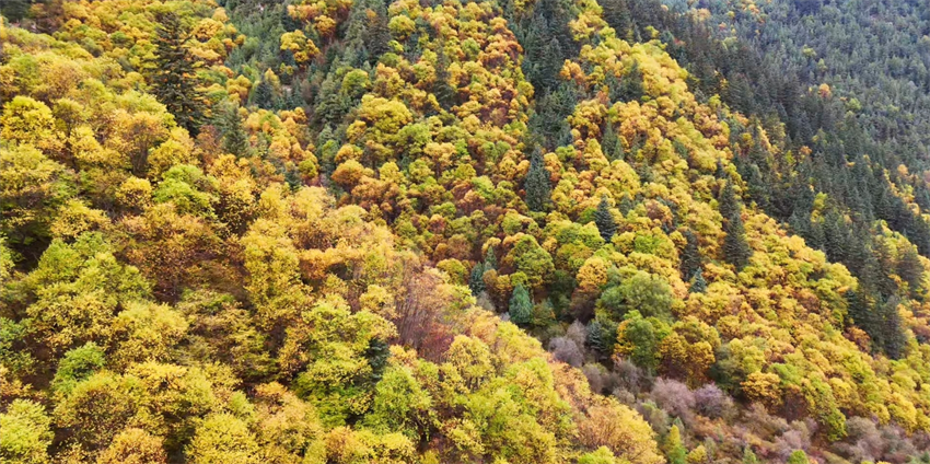 聚陽(yáng)溝秋意盎然。張生有攝