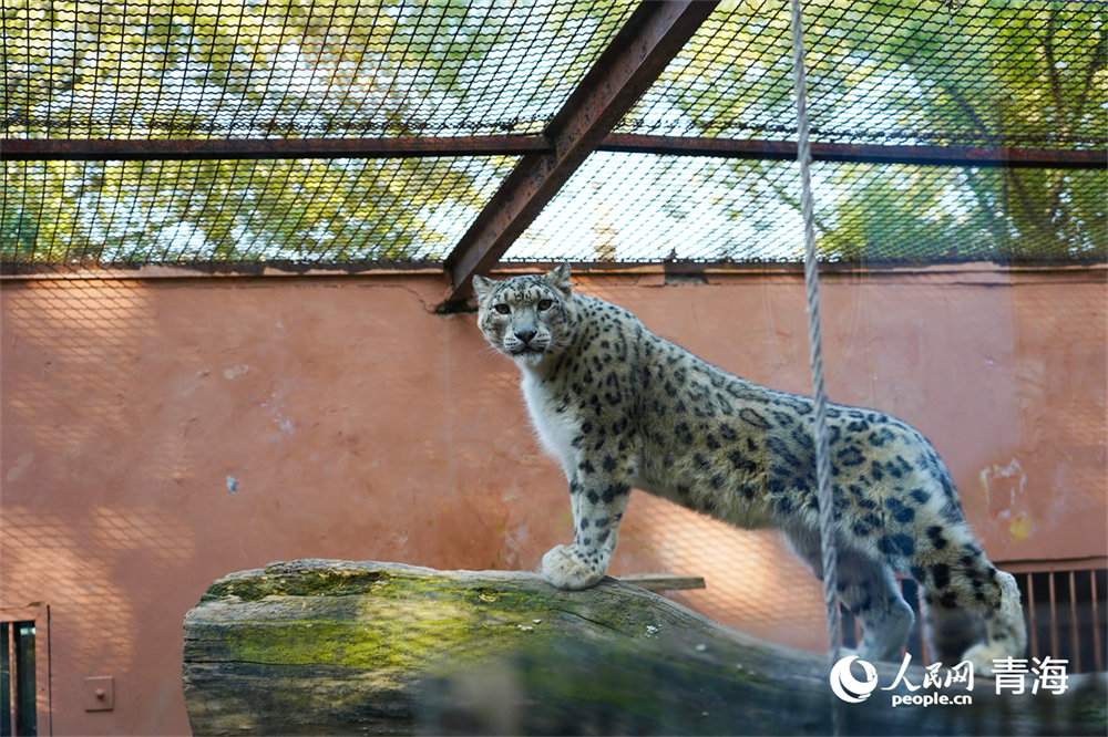 西寧野生動(dòng)物園明星動(dòng)物雪豹。人民網(wǎng)記者 張莉萍攝
