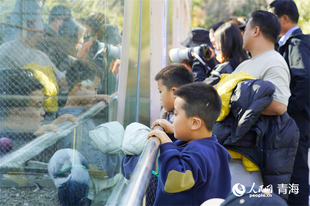 游客觀看動物。人民網(wǎng)記者 張莉萍攝