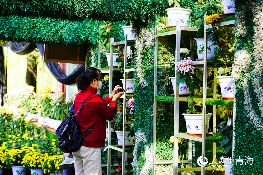 游客賞菊。人民網(wǎng)記者 張莉萍攝