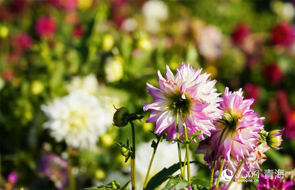 展出的菊花。人民網(wǎng)記者 張莉萍攝