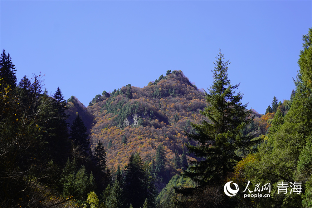 秋景美如畫(huà)。人民網(wǎng)記者 甘海瓊攝