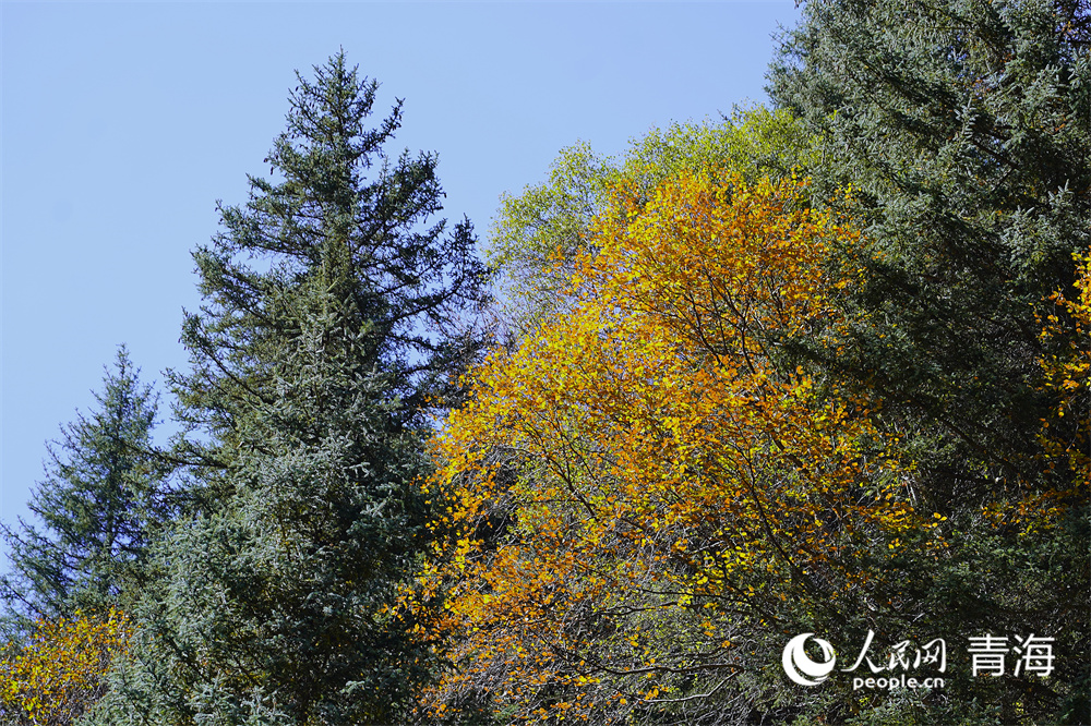 秋景美如畫。人民網(wǎng)記者 甘海瓊攝