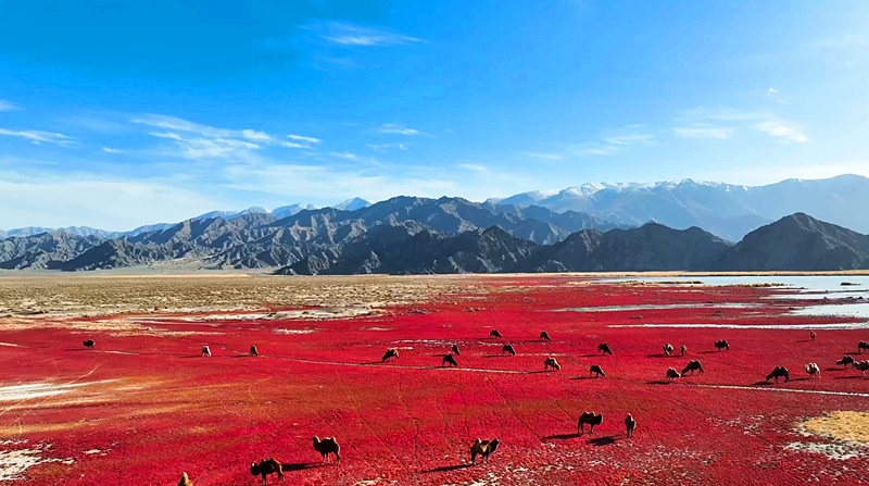 青海都蘭湖濕地。馬翔攝