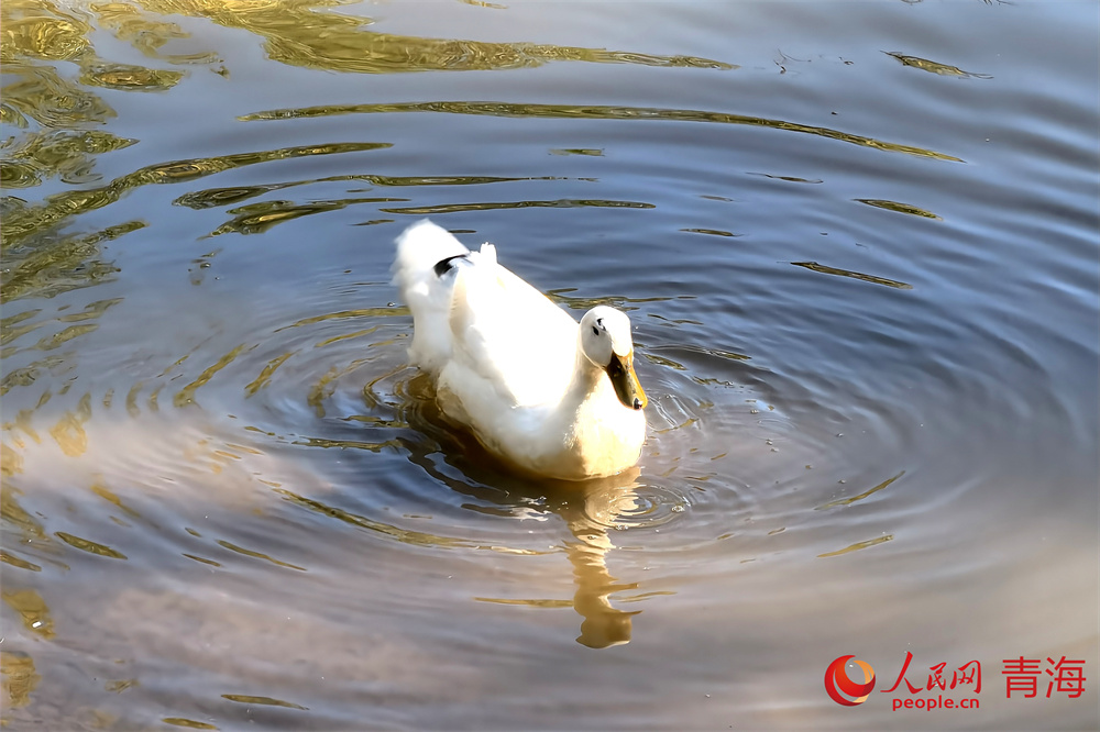 西寧市人民公園內(nèi)野鴨戲水。人民網(wǎng) 馬可欣攝