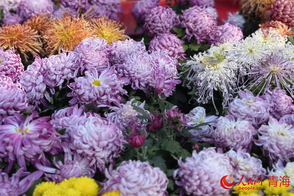 西寧市人民公園菊花綻放。人民網(wǎng) 馬可欣攝