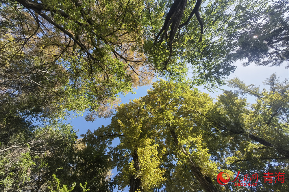 西寧市人民公園秋意漸濃。人民網(wǎng) 馬可欣攝