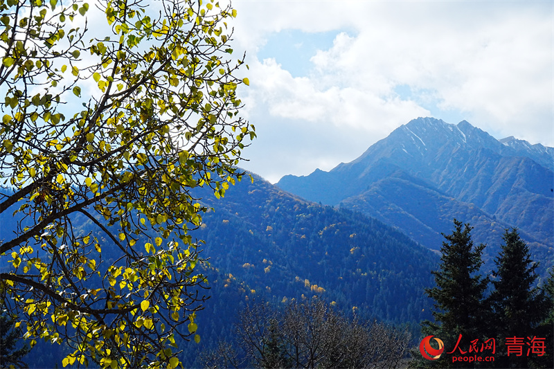 秋景美如畫(huà)。人民網(wǎng)記者 甘海瓊攝