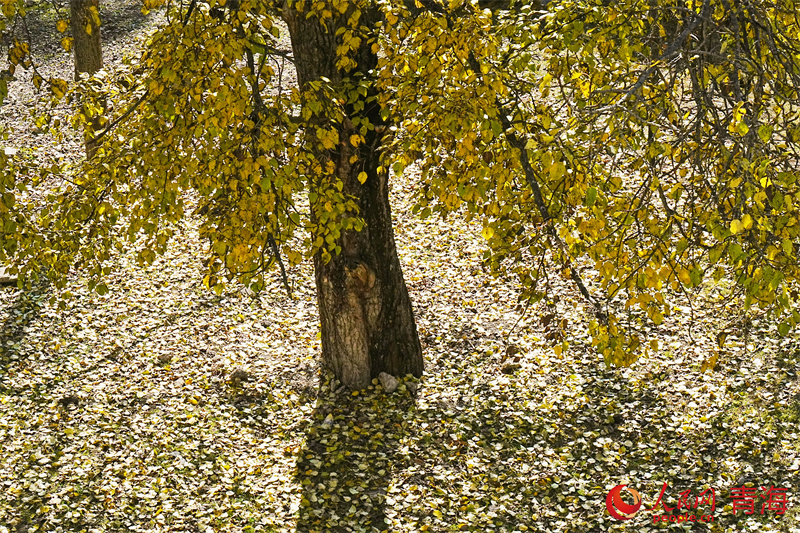 樹木茂盛，呈現(xiàn)出濃郁的秋色。人民網(wǎng)記者 甘海瓊攝