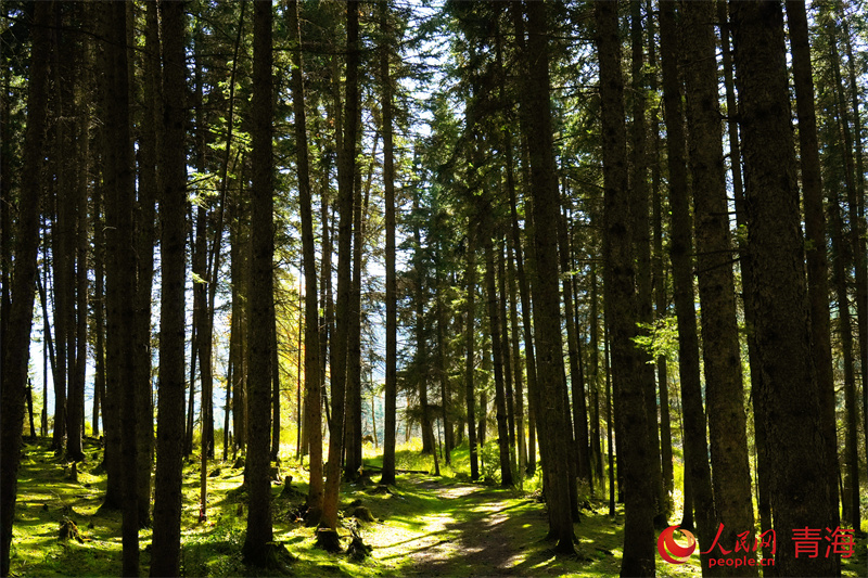 林木茂盛。人民網(wǎng)記者 甘海瓊攝