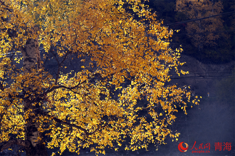 秋景美如畫。人民網(wǎng)記者 甘海瓊攝。 