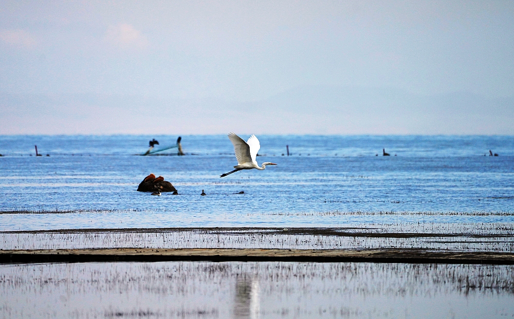 水鳥在仙女灣嬉戲。祁曉軍攝