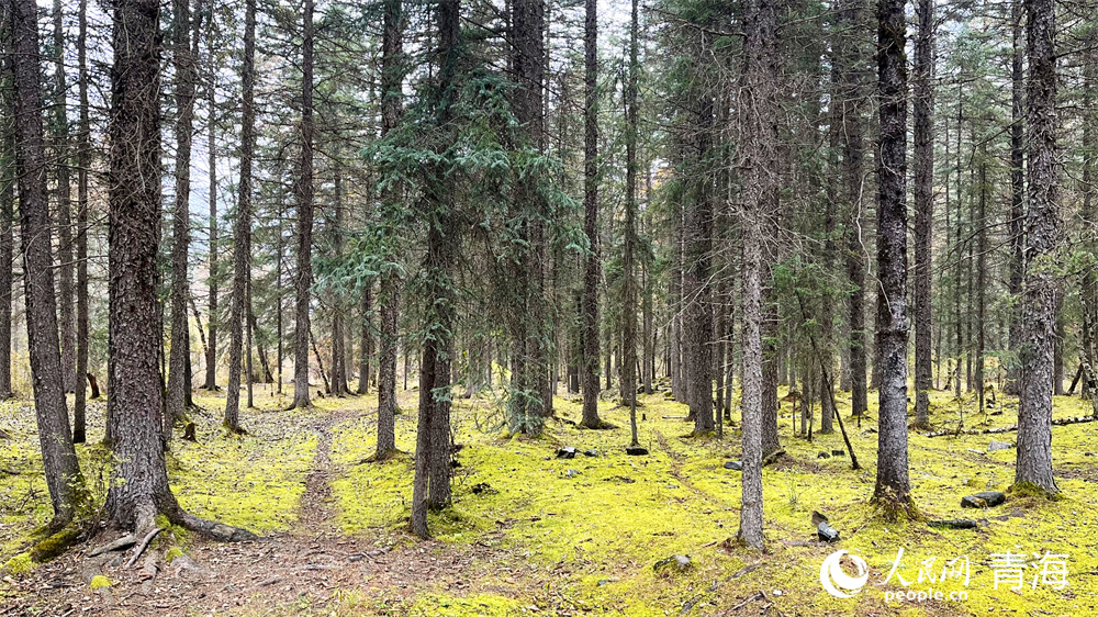 祁連山下滿目秋。人民網(wǎng)記者 張莉萍攝