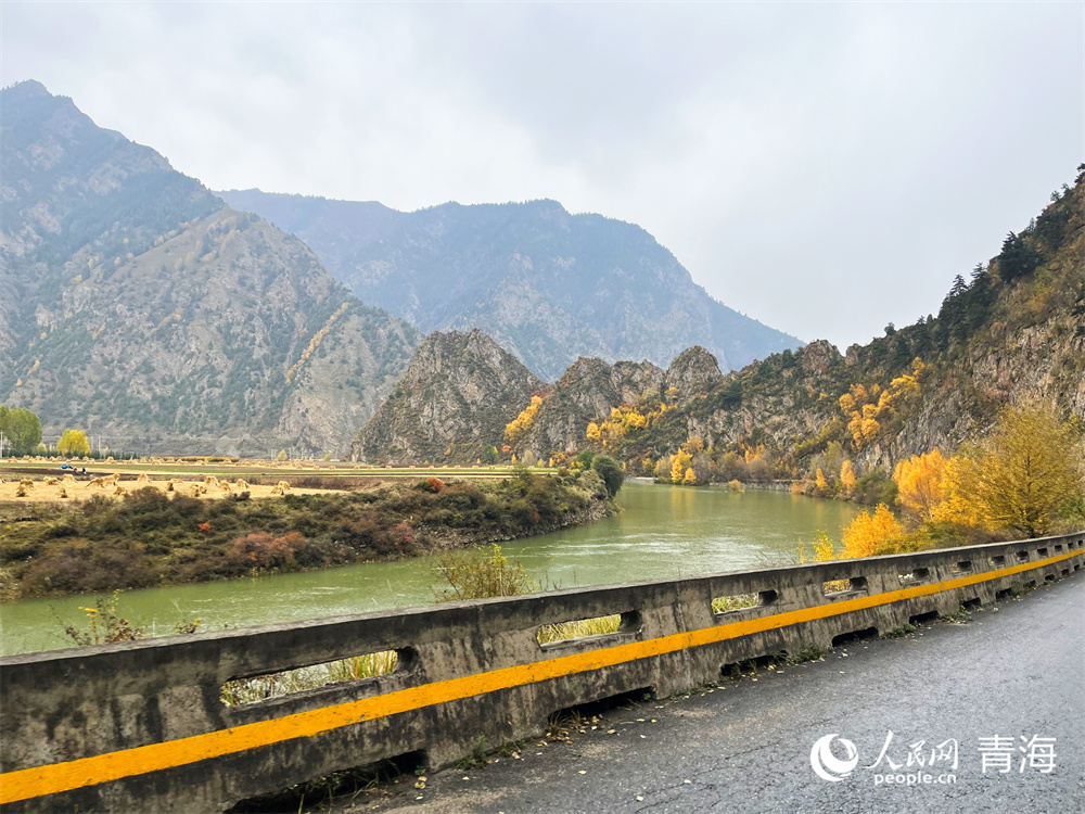 祁連山下滿目秋。人民網(wǎng)記者 張莉萍攝