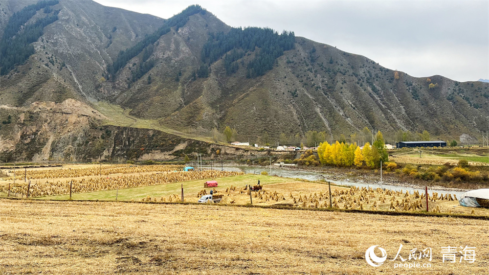 秋收。人民網(wǎng)記者 張莉萍攝