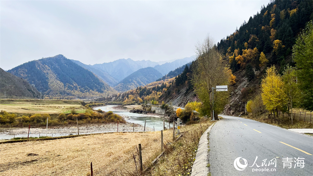 祁連山下滿目秋。人民網(wǎng)記者 張莉萍攝