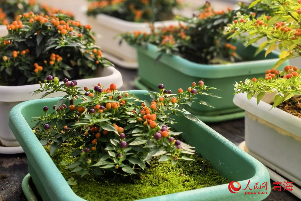 向“新”求“質(zhì)” 西寧優(yōu)質(zhì)農(nóng)產(chǎn)品“出山出?！?/><div   id=