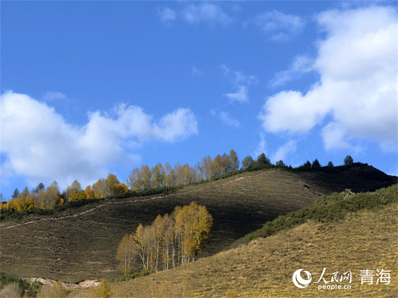 在大通縣東峽鎮(zhèn)，山坡上綻放秋色之美。人民網(wǎng) 馬可欣攝