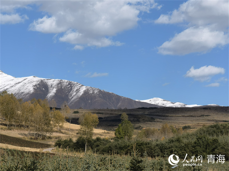 在大通縣東峽鎮(zhèn)，樹木和雪山交相輝映。人民網(wǎng) 馬可欣攝