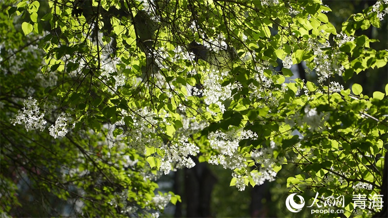 雪豹之都，丁香之城，西寧為什么？