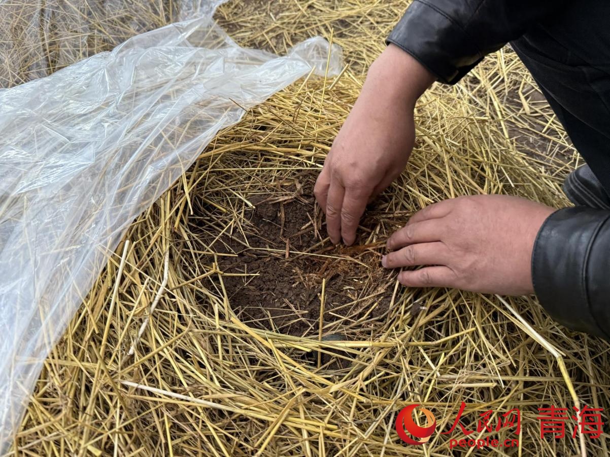 王剛展示準備過冬的菌包。人民網 況玉攝
