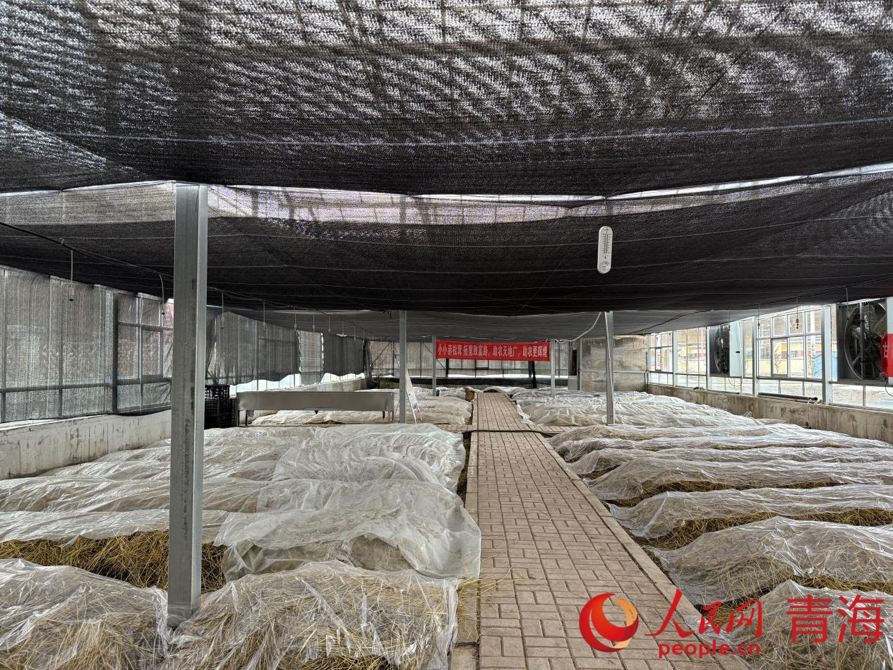 赤松茸種植大棚。人民網 況玉攝