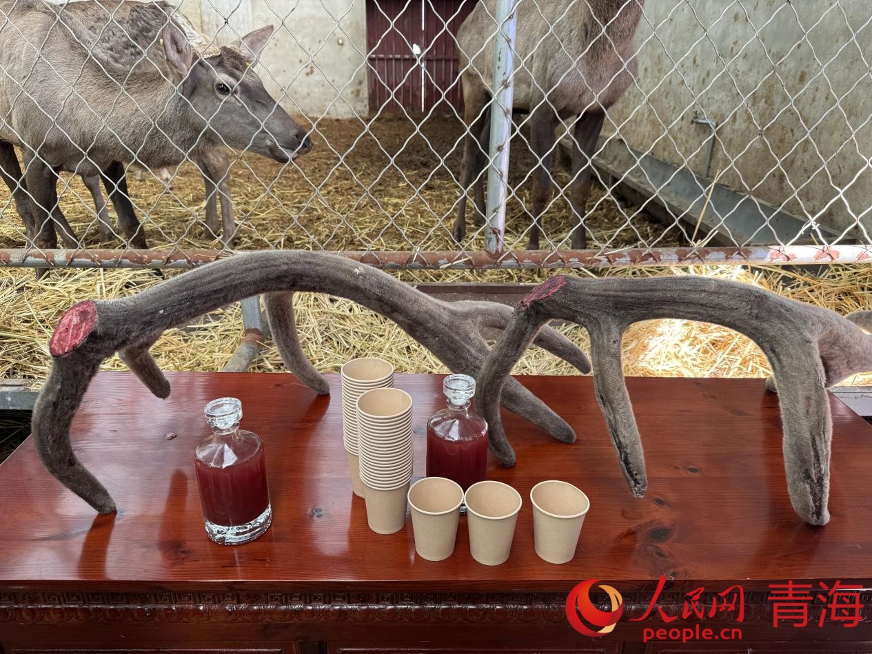 鹿茸及鹿血酒產品。人民網 況玉攝
