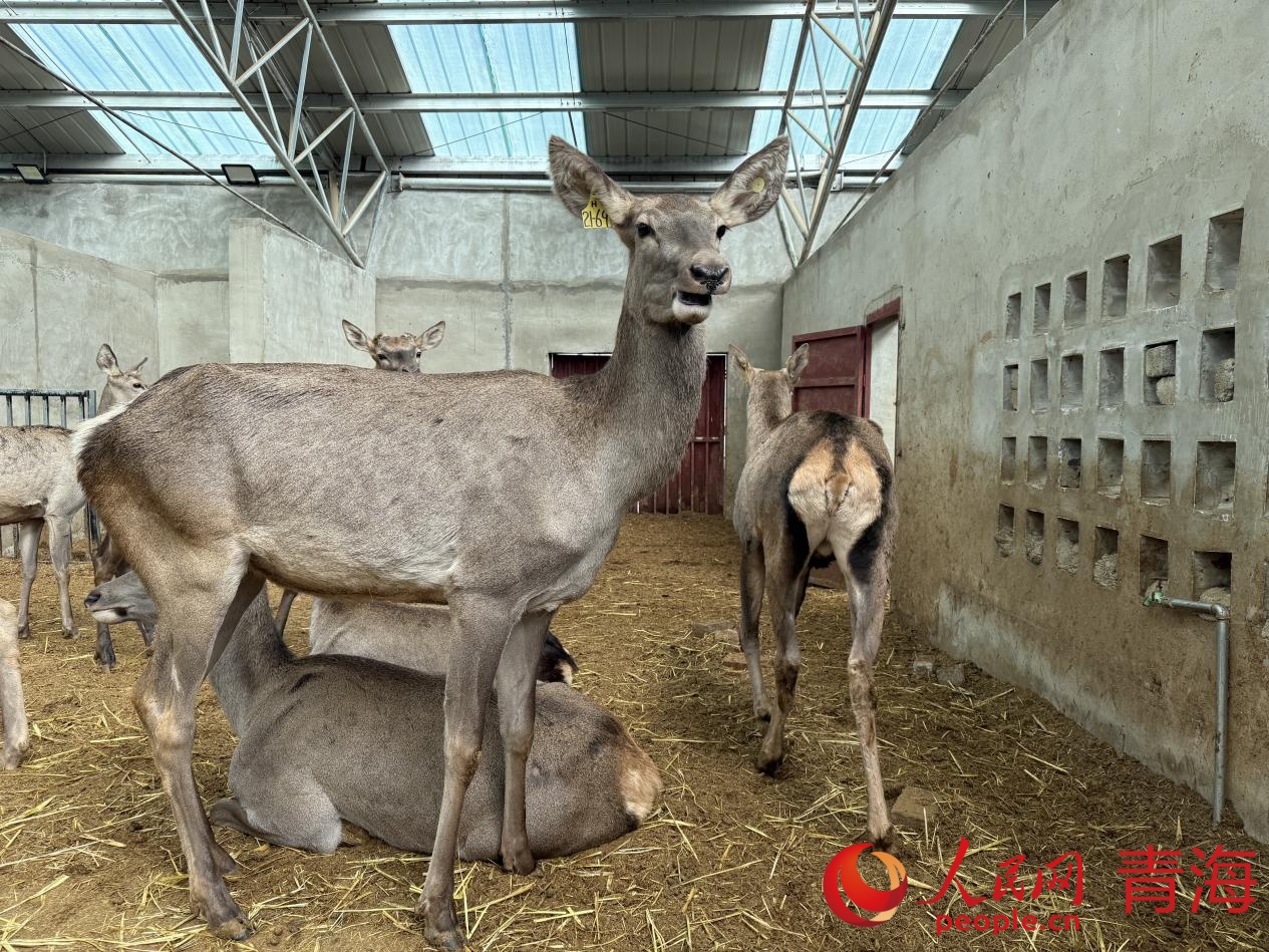 馬鹿。人民網 況玉攝