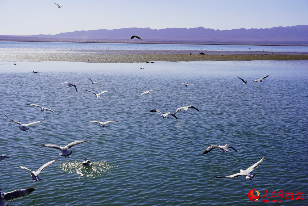 可魯克湖水鳥群飛。人民網 陳明菊攝