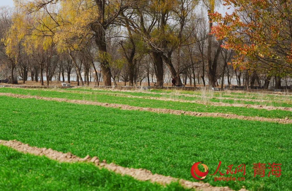 成片的麥苗將黃河岸邊裝點(diǎn)得生機(jī)盎然。人民網(wǎng)記者 甘海瓊攝