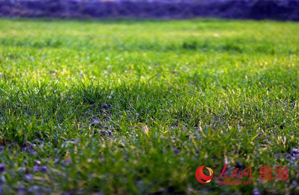 冬小麥長勢喜人。人民網(wǎng)記者 甘海瓊攝