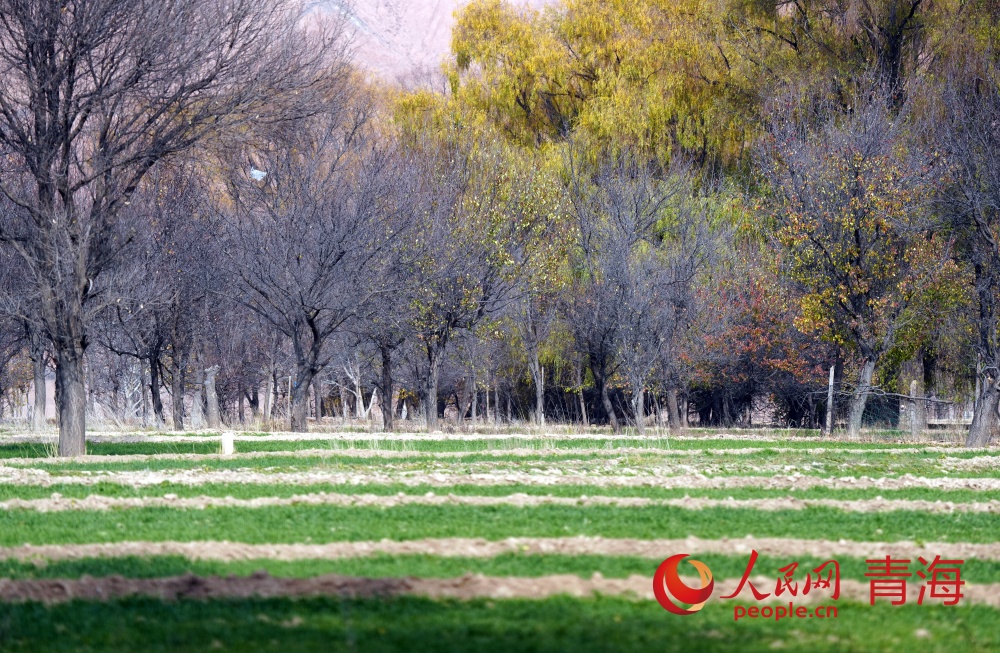綠油油的冬小麥與高原冬日的蒼涼形成反差。人民網(wǎng)記者 甘海瓊攝