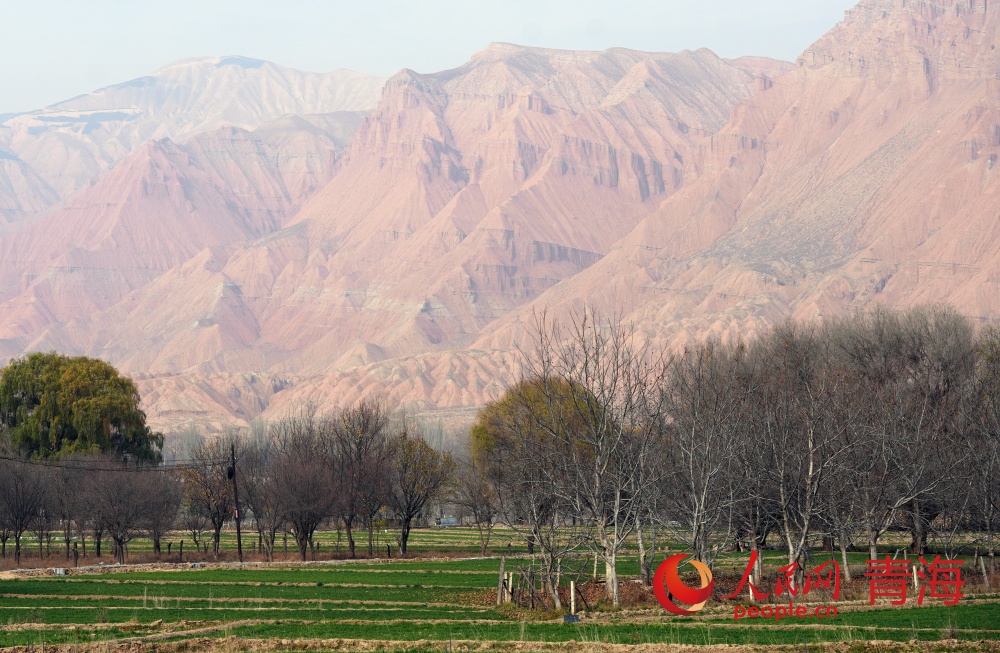 成片的冬小麥成為了黃河岸邊一道綠色的風景線。人民網記者 甘海瓊攝
