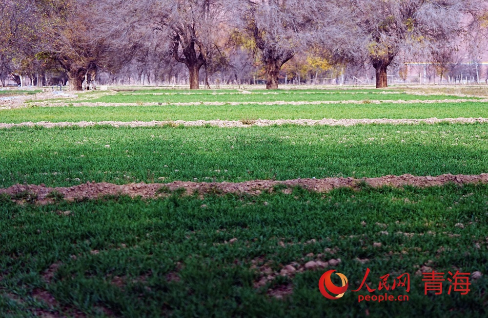 冬小麥綠意盎然長勢喜人。人民網(wǎng)記者 甘海瓊攝